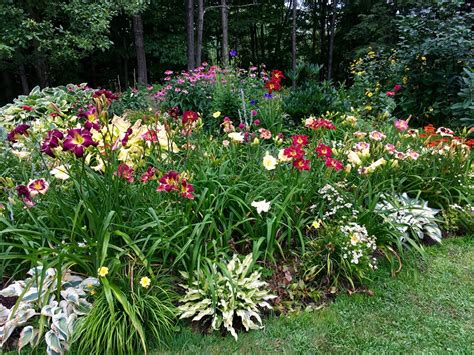 Lewis Daylily Garden: Daylily gardens from across the country.