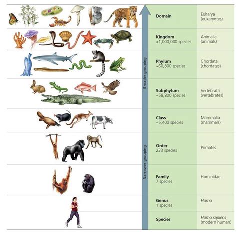 Phylogenetic trees . Phylogenetic trees are branching diagrams used by ...