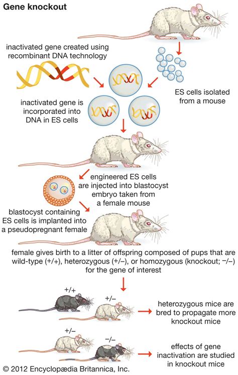 Genetic Engineering Process In Animals