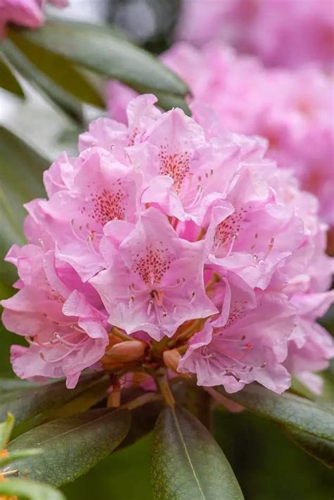 Rhododendron Flower: Meaning, Symbolism, and Colors | Pansy Maiden