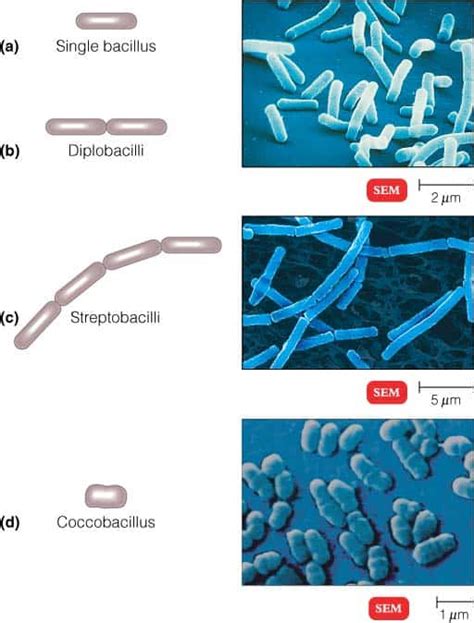 Coccobacilli Shape