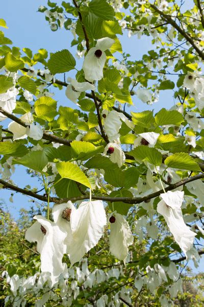 Free stock photos - Rgbstock - Free stock images | Pocket handkerchief tree | micromoth | May ...