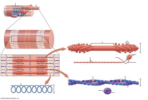 the structure of the three types of myofilaments Diagram | Quizlet