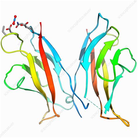 Cell adhesion protein molecule - Stock Image - F006/9429 - Science Photo Library