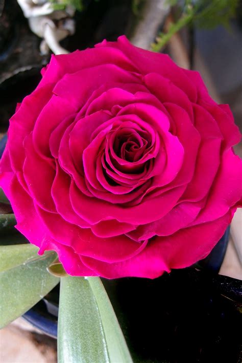 Preserved Roses Fandango Pink 4" | Preserved roses, Rose, How to preserve flowers