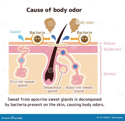 Cause of Body Odor Vector Illustration / English Stock Vector ...