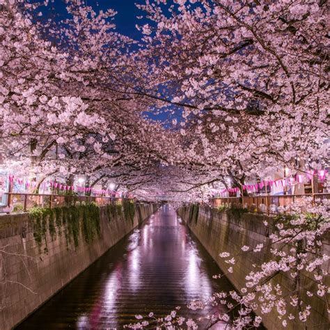 Cherry Trees In Spring