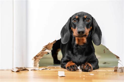 The 20 Most Common Dachshund Behavior Problems (and What to Do About ...