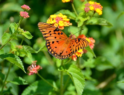 Gulf Fritilary Butterfly Free Stock Photo - Public Domain Pictures