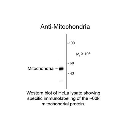 Buy Mitochondria Antibody [113-1] | Axil Scientific