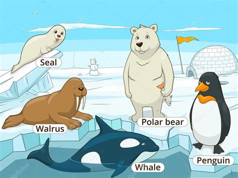 Arctic animals educational game for kids vector — Stock Vector ...