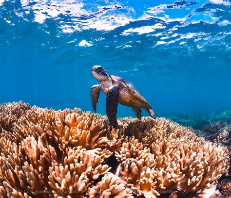 Plants In The Coral Reef Biome