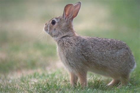 21 Wild Animals in Hungary [Wildlife in Hungary] - Kevmrc