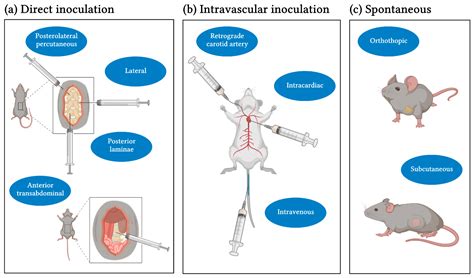 IJMS | Free Full-Text | How to Target Spinal Metastasis in Experimental Research: An Overview of ...