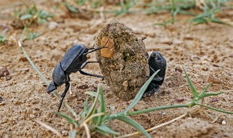 Dung Beetles: The Little Things That Run the World | RoundGlass | Sustain