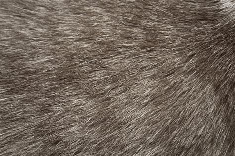 Free picture: gray cat fur, texture