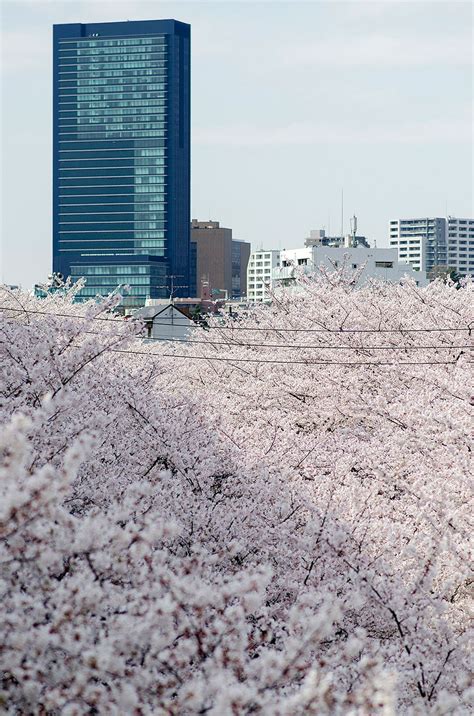 21 Of The Most Beautiful Japanese Cherry Blossom Photos Of 2014 | Bored ...