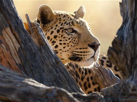 Botswana wildlife safari | Responsible Travel