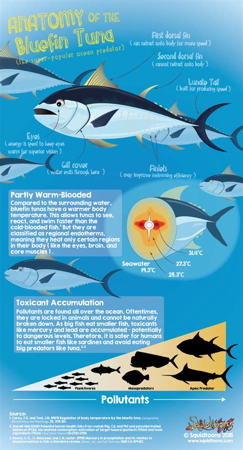 Anatomy of the Bluefin Tuna (Thunnus thynnus) | Marine biology, Fish ...