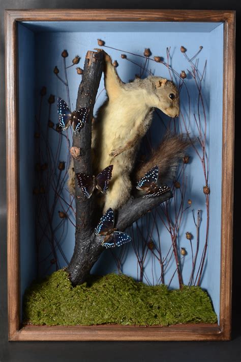 final squirrel in blue box | Brooklyn Taxidermy | Flickr