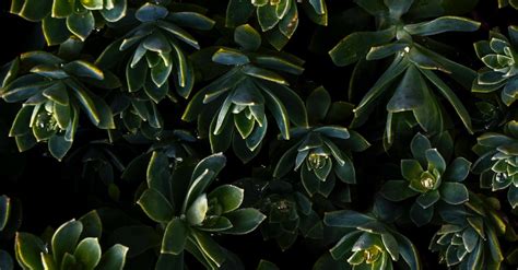 Green Succulent Plants · Free Stock Photo