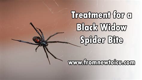 Black Widow Spider Bite Symptoms - Pictures, Symptoms, And Treatment Of Black Widow Spider Bites ...