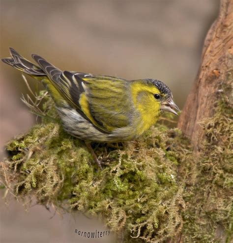 Male siskin taken in the garden | Siskin, Beautiful birds, Funny birds