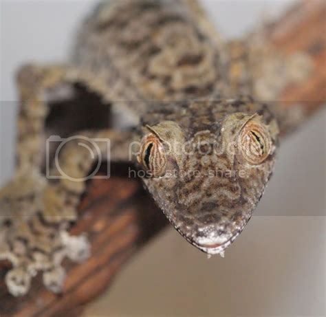 Some Uroplatus pics. | Reptile Forums