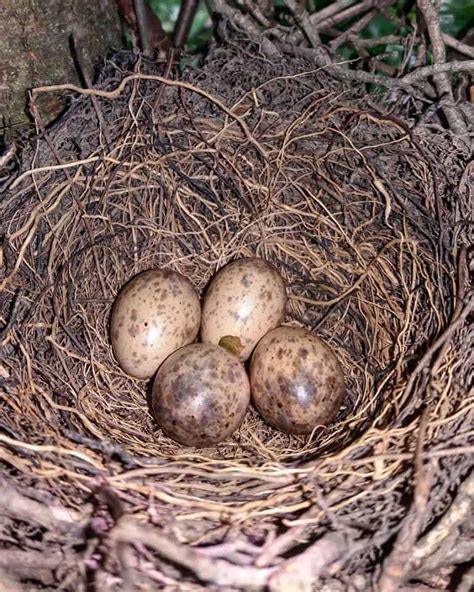 How to Identify Blue Jay Eggs & Their Nest