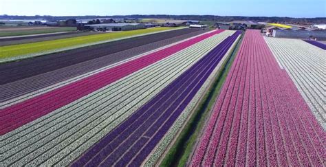 Drone mostra as belezas dos campos de flores da Holanda