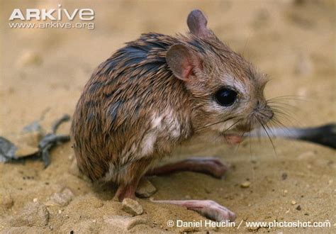 Sorta like a miniature kangaroo. ;-) Lesser Egyptian jerboa, side view | Desert animals, Animals ...