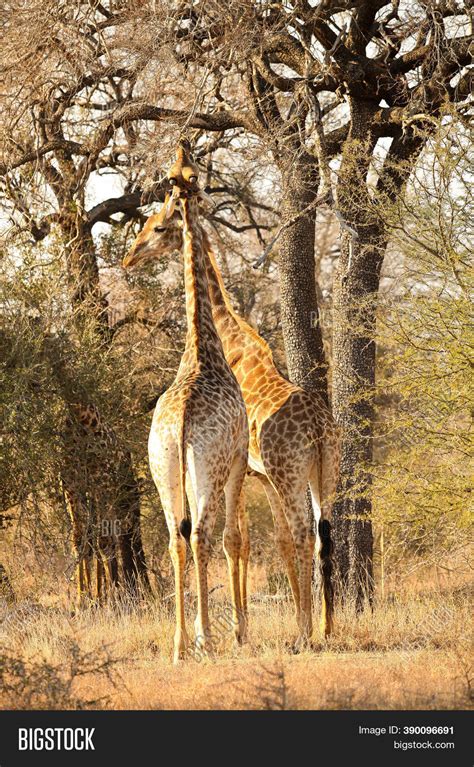 African Giraffe South Image & Photo (Free Trial) | Bigstock