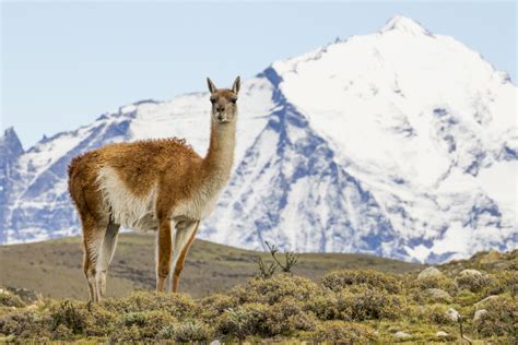 Guanaco (Lama guanicoe), Torres del Paine National Park, Patagonia ...