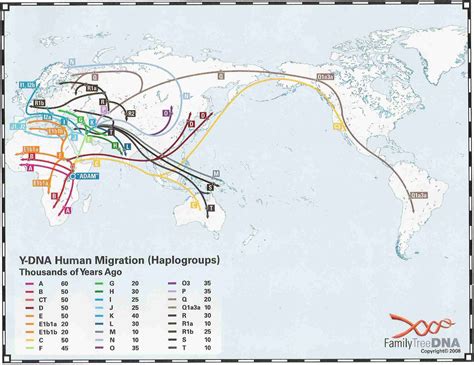 Y-DNA Human Migration (Haplogroups) | Dna project, Genealogy, Map