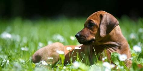 Rhodesian Ridgeback Size Chart | Growth & Weight Chart