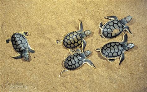 Images of Australia: Flatback turtle hatchlings - Australian Geographic