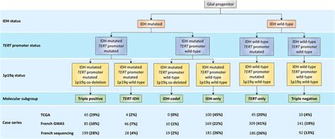 Molecular classification of diffuse glioma and frequency of each ...