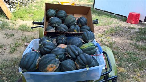 Acorn Squash Harvest