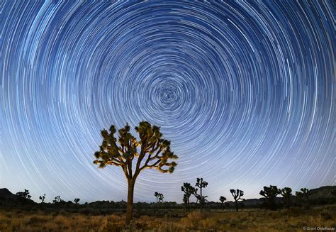 Joshua Tree Star Trails | Joshua Tree National Park, California | Grant ...