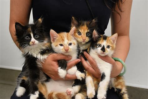 These 85 Kittens & Cats Are Up For Adoption... | LATF USA
