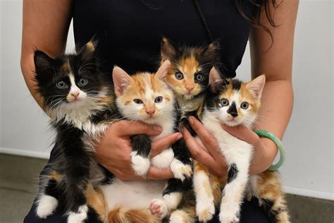 These 85 Kittens & Cats Are Up For Adoption... | LATF USA