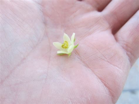 Fallen Chayote Flower - Photorator