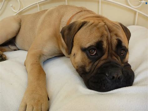 White Bed, Bullmastiff - Dogs wallpapers: 1600x1200