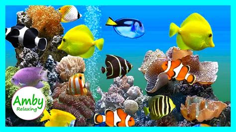 Coral Reef Aquarium And RELAXING MUSIC For Meditation Sleep Relax 2 Hours HD 1080P Screensaver ...