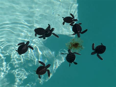 green sea turtle hatchlings xcaret park | ZooChat