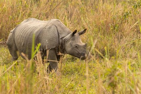 Good News! Get Ready To Safari As Kaziranga National Park & Tiger Reserve Opens For This Season