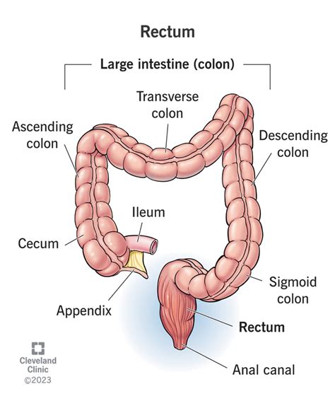 Rectum: Function, Anatomy, Length & Location