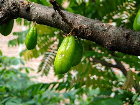 Bilimbi, Cucumber tree, Kamias Sorrel Tree, Tamarind Starfruit, Buloh Starfruit Bimbiri on tree ...