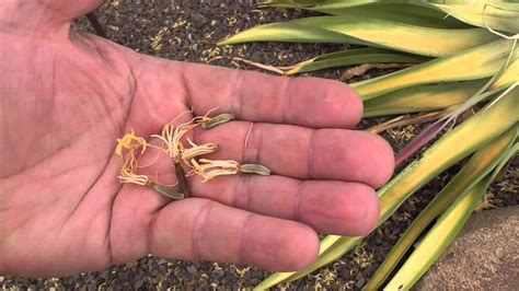 2016 Agave Seeding - YouTube