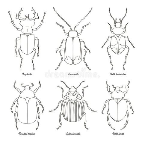 Image result for hermit beetle outline | Beetle illustration, Insect art, Beetle art